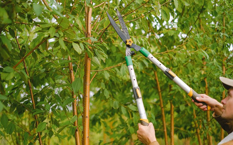 Tree trimming in Las Marias, PR